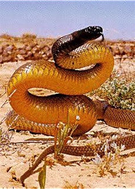 The Inland Taipan or better known as the fierce snake. This snake is ...