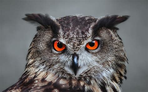 Great Horned Owl Red Eyes - 1920x1200 Wallpaper - teahub.io