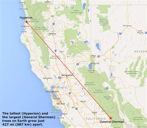 Hyperion Tree - Famous Redwoods - Giant Redwood Trees California Map ...