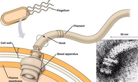 flagellum.html 27_06ProkFlagellum.jpg