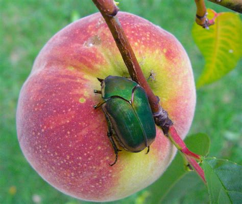 What Was That? Flying Green June Beetles Will Get Your Attention | Purdue University Turfgrass ...