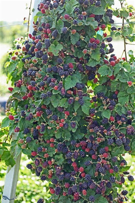 15 Fruits That Grow on Vines and Climbers