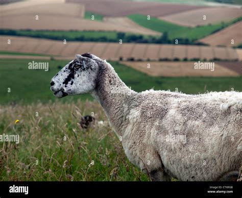 Farming mutton hi-res stock photography and images - Alamy