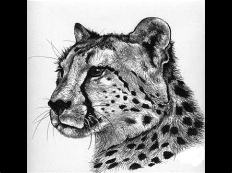 How to draw Cheetah face head pencil drawing step by step - YouTube