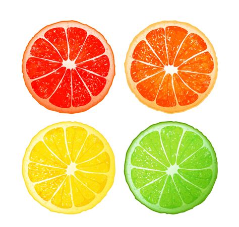 Citrus Fruits, Vector Design Free Stock Vector Graphic Image