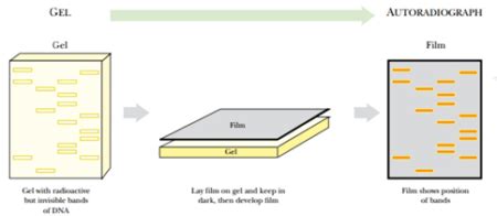 What is Autoradiography? - Conduct Science