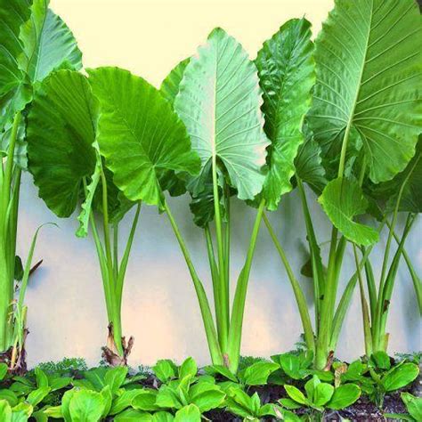 Alocasia 'Giant Elephant Ears' 8" Pot - Hello Hello Plants