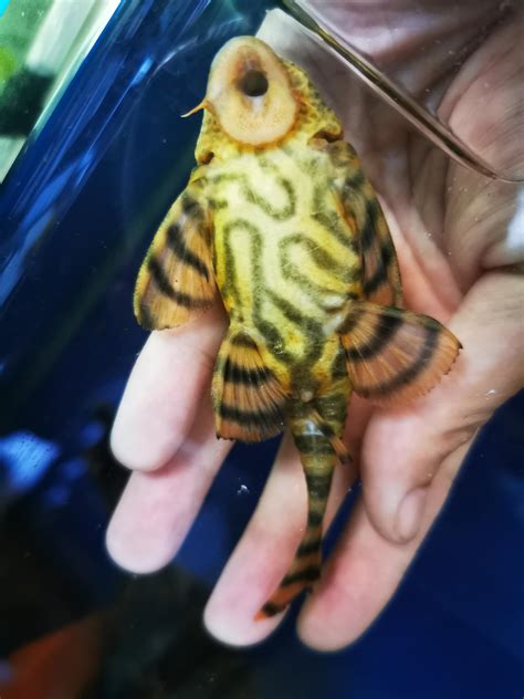 L397 female ? : r/pleco