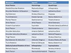 44 Muscles ideas | muscle anatomy, anatomy and physiology, kinesiology