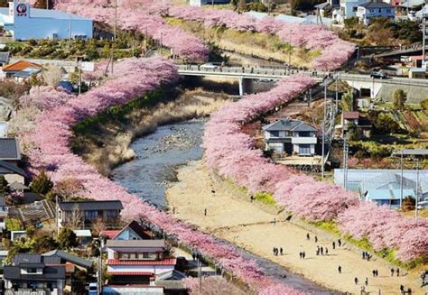 Explozie de flori de cires in Japonia! Imagini senzationale