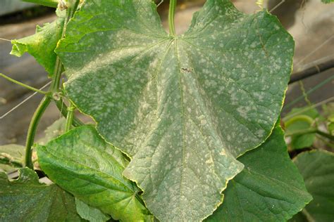 Cucumber | Diseases and Pests, Description, Uses, Propagation