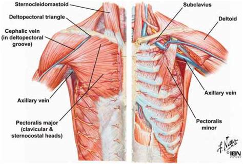 musculoskeletal system - Why do broken ribs not lead to more ...