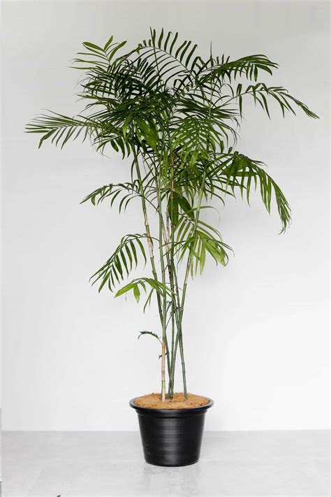 Bamboo Palm | Indoor Plants Philippines