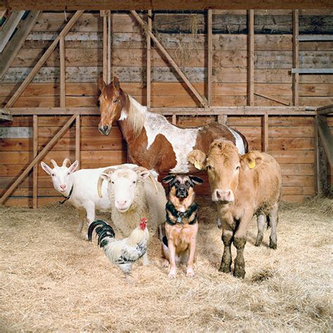 Sweet Family-Style Portraits of Farm Animals - Feature Shoot