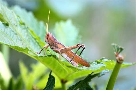 Big Brown Grasshopper Free Stock Photo - Public Domain Pictures