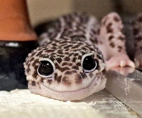 Nugget | Cute reptiles, Leopard gecko cute, Pet lizards