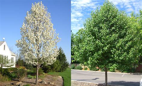 Emily St Clair: Cleveland Flowering Pear Invasive : Burgess: Stop Planting Bradford Pear Trees ...