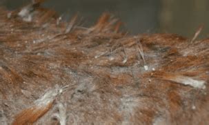 Rain Scald Prevention and Treatment | Everything Horse