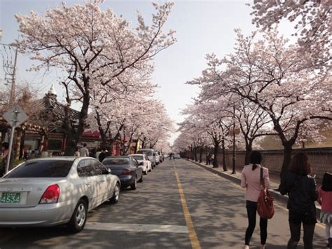 Travel Fact #1- Gyeongju Cherry Blossoms – Soju Wave