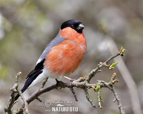 Hýl obecný | Naturfoto.cz