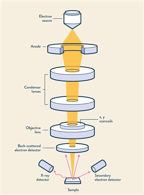 Electron Microscope Schematic Diagram