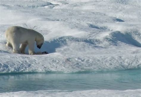 [ESPANTO] Oso polar cazando un cachorro de su propia especie para poder ...