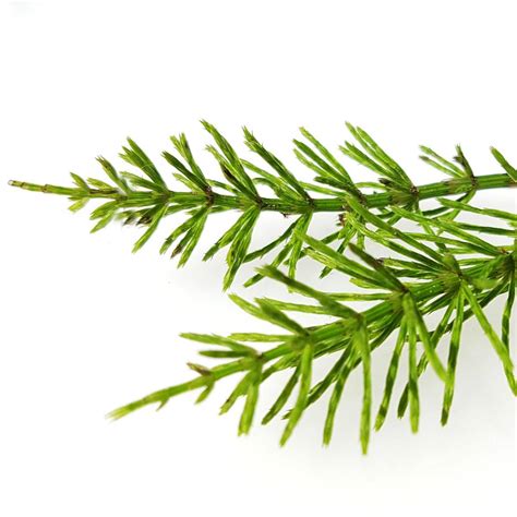 Horsetail Herb PE 7% Silica - Equisetum Arvense L.