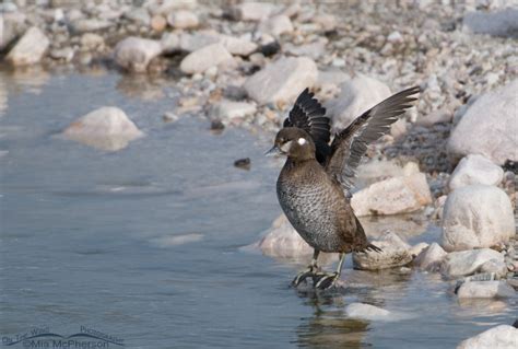 Female Harlequin Duck flapping her wings – On The Wing Photography