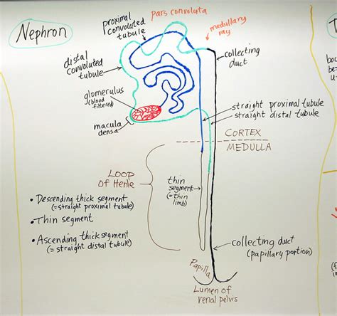 Urinary System:Nephron | A hand drawn sketch by Dr. Christen… | Flickr - Photo Sharing!