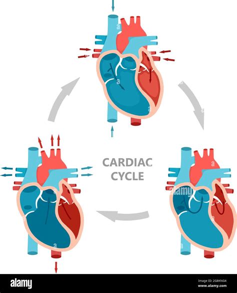 Phases of the cardiac cycle - diastole, atrial systole and atrial ...