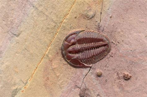 Trilobite Fossil Gallery: Facts and Information about Trilobites: Fossilguy.com