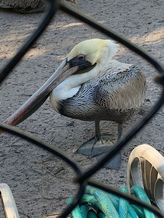 Peace River Wildlife Center (Punta Gorda) - 2020 All You Need to Know ...