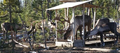 Watch: Supplemental feeding can boost small caribou herds - The ...