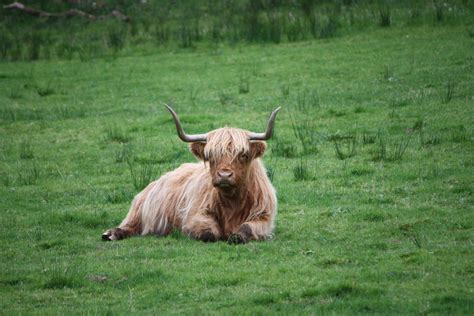 Brown and White Highland Cattle · Free Stock Photo