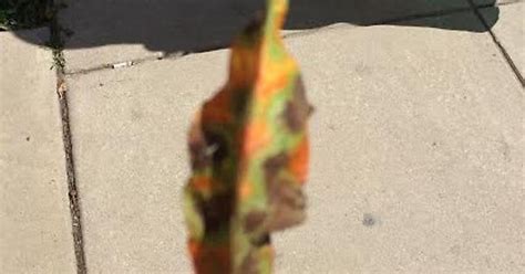 Camouflage Leaf : r/mildlyinteresting