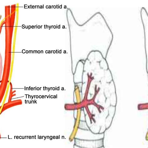 Arterial supply of the thyroid gland and venous drainage of the thyroid ...