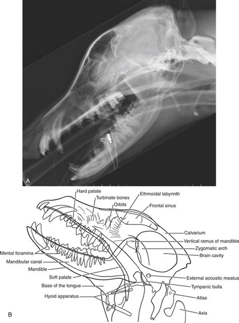 The Skull and Vertebral Column | Veterian Key