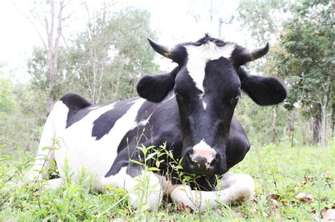 Farm Animal Rescue - Animal Sanctuary|Queensland