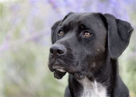 41 Loving Labrador Mixes: The Ultimate Lab Mix Guide