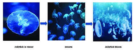 Behavior of Jellyfish in the ocean. | Download Scientific Diagram