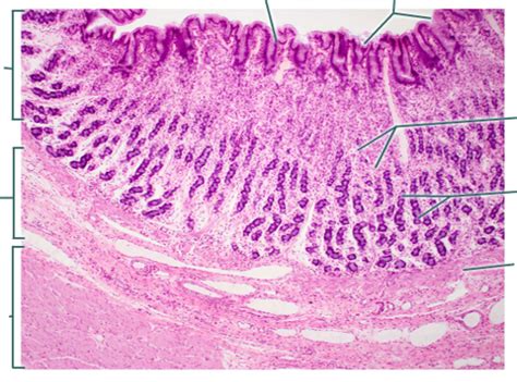 Stomach Histology Diagram | Quizlet