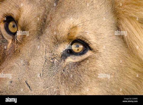 Lion eyes close up hi-res stock photography and images - Alamy