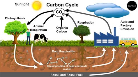 Carbon cycle-definition|explanation|diagram - DewWool