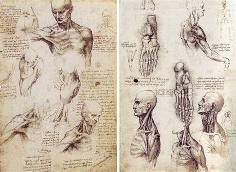 Leonardo Da Vinci Drawing Anatomy