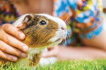 Animal Friends Soothe Autistic Children