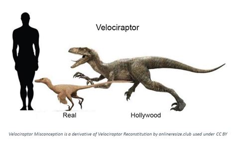 The real Velociraptor had feathers and was the size of a dog : r ...