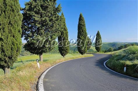 Grow my European Cypress Tree to 15' | Cypress trees, Cypress, Country roads