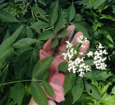 Elders and Poison Ivy in Flower – wildeherb.com