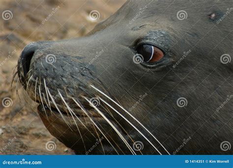 Seal Eyes stock image. Image of seals, pinnipeds, marine - 1414351