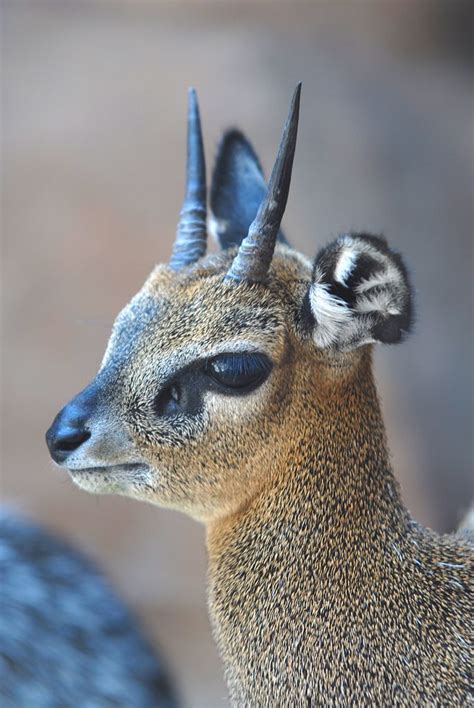 Kirks Dik Dik | Nature animals, Cute animals, African animals